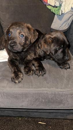 Image 1 of REDUCED Bull Mastweiler puppies Microchipped and first jabs