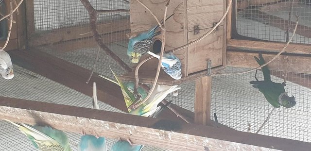 Image 1 of All SOLD 24 Budgies mixed sex and age to sell