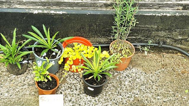 Image 3 of Plants for sale 50p each