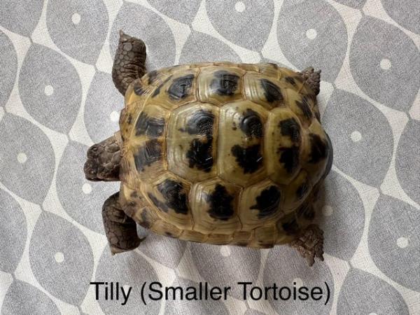 Image 2 of TWO Almost 8 Years Old Horsefield Tortoise (May 2024)