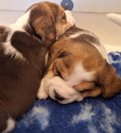 Image 23 of 2 BEAUTIFUL (KC REGISTERED) BEAGLE PUPPIES
