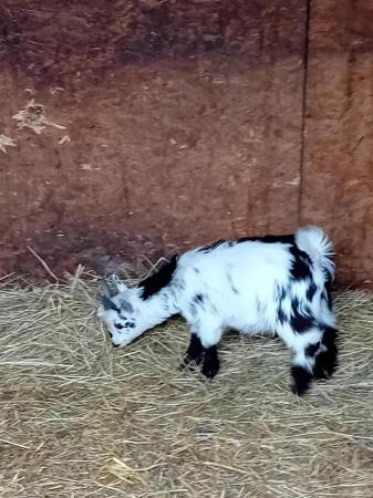 Image 2 of Gorgeous pygmy Billy kid ready for his new home
