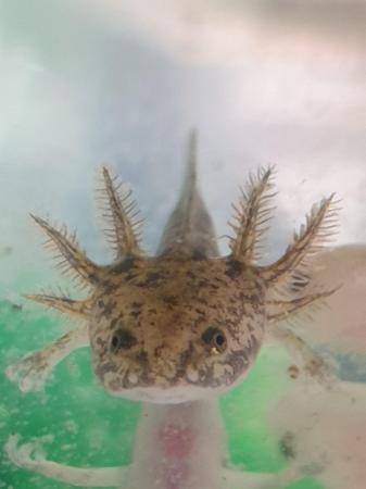 Image 3 of Axolotl for sale Four months old