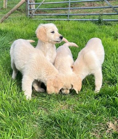 Image 21 of Fully Vaccinated KC Registered Golden Retriever Puppies