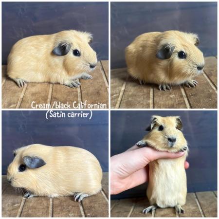 Image 7 of Female & Male Guinea pigs available