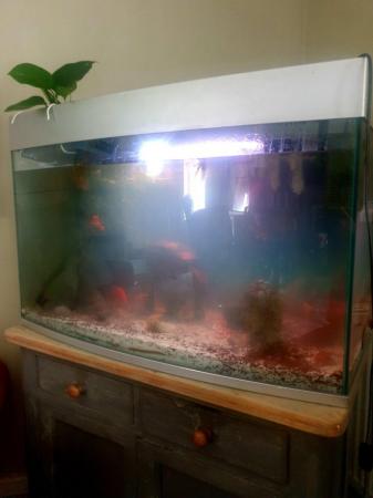 Image 1 of 175 litre bow fronted aquarium with fish