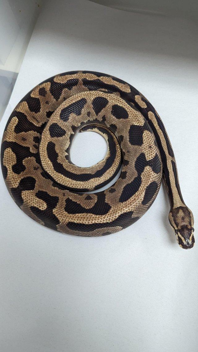 Preview of the first image of Cb21 leopard yellowbelly fire het pied royal python.