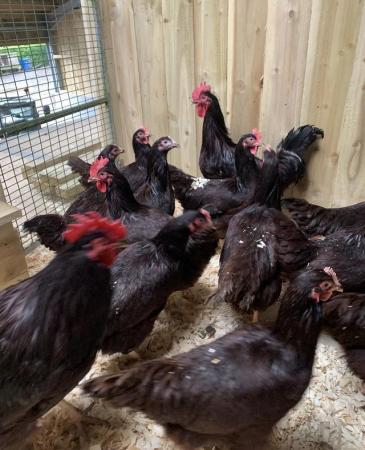Image 5 of Hatching eggs for sale various breeds