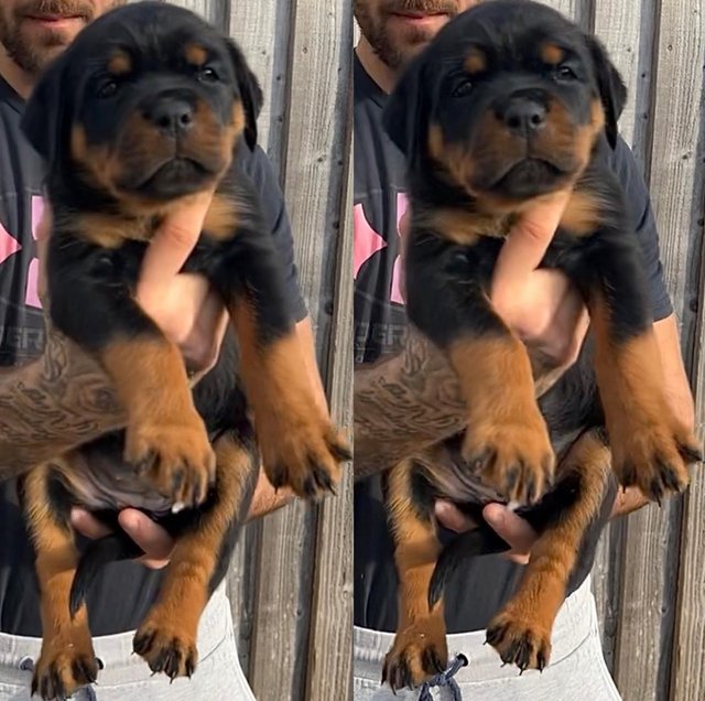 Preview of the first image of KC registered Chunky Rottweiler Puppies.