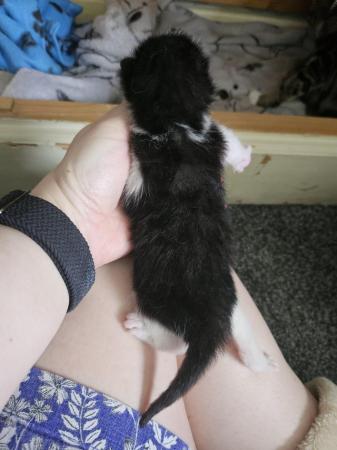 Image 7 of kittens for sale ready 8th july