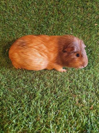 Image 30 of Guinea pigs males and females