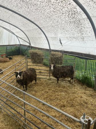 Image 3 of Shetland sheep for sale