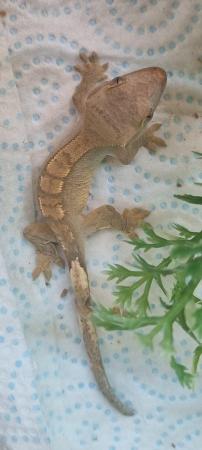 Image 13 of Beautiful Crested Geckos!!! (ONLY 1 LEFT)