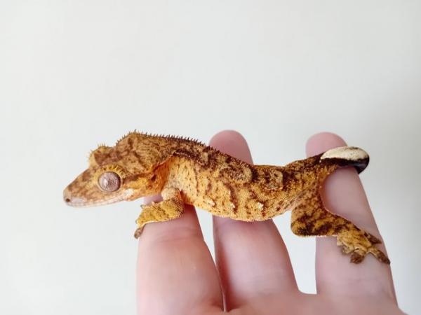 Image 3 of Perfectly Marked Brindle Crested Gecko