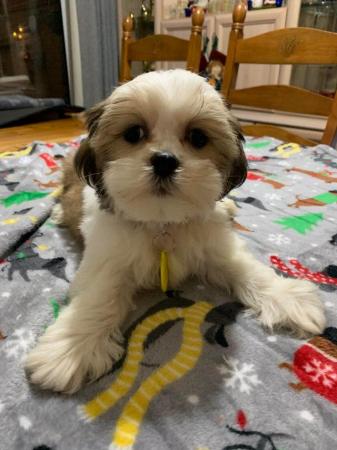 Image 5 of Lhasa Apso puppies For Sale Looking For Loving Homes