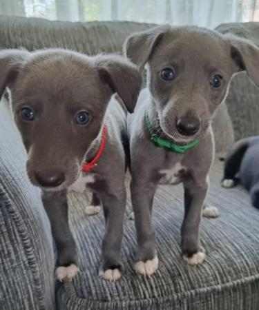 Image 5 of Gorgeous Whippet Puppies For Sale