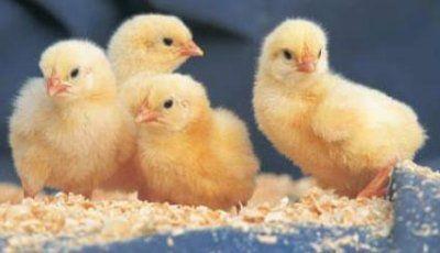 Image 3 of Day old chicks and day old duckling unsexes