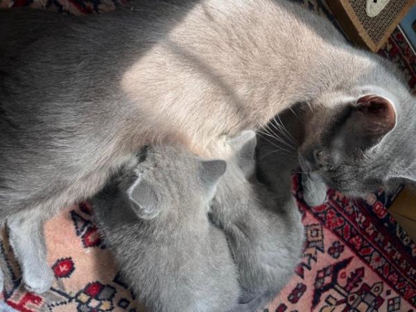 Image 11 of Adorable British blue kittens ready to go now