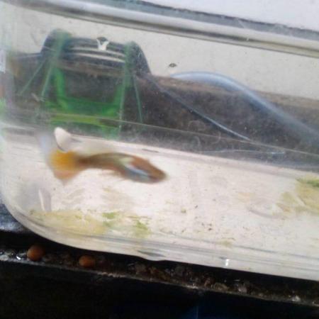 Image 4 of Guppies for sale £10 for 10. Need rehoming