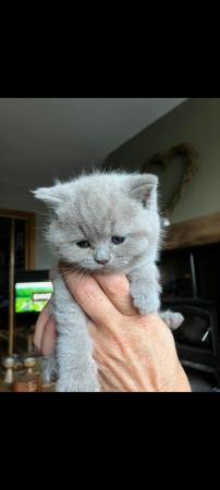 Image 6 of Gccf registered lilac British Shorthair kittens
