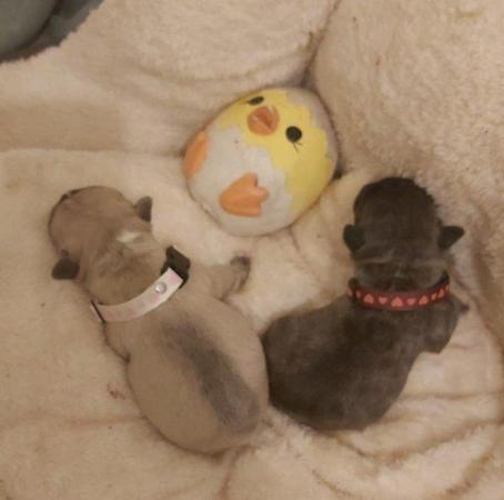 Image 8 of French Bulldog Puppies for sale