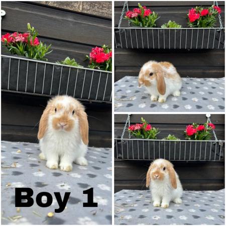 Image 5 of Baby mini lop bunnies for sale £30-£40