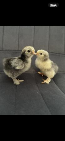 Image 3 of Silkie Chicks & Ducklings available