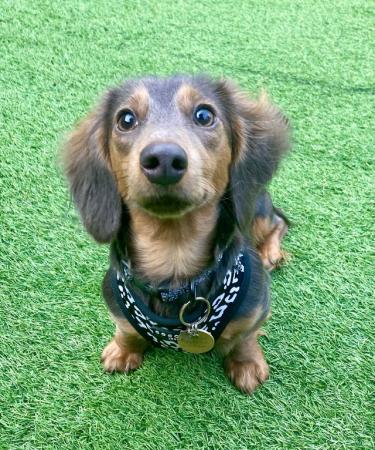 Image 2 of 14 month old beautiful female miniature dachshund