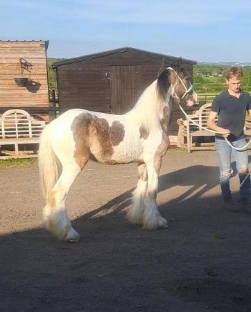 Image 3 of Dun and White Cob Yearling GELDING to make 15 hands plus