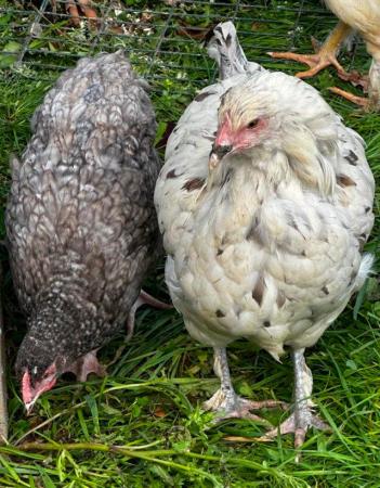 Image 17 of Beautiful pure bred, hand reared birds, hens cocks and trios