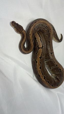 Image 2 of Subadult female pinstripe ball python