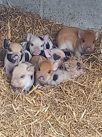 Image 1 of Juliana x kune kune piglets,8 wks old , castrated males a.