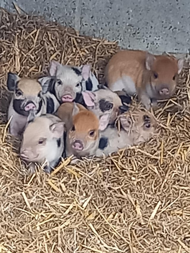 Preview of the first image of Juliana x kune kune piglets,8 wks old , castrated males a..