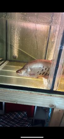 Image 3 of Two knife fish needing new homes