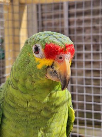 Image 4 of 11 month old red lored amazon parrot