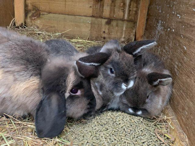 Preview of the first image of 3 martinsable baby mini lops ready to leave.