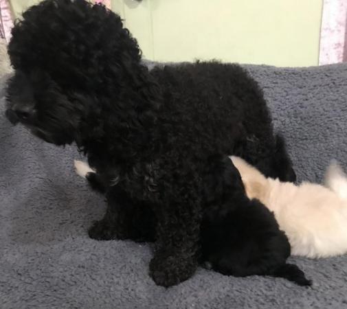 Image 2 of poodle x fully vaccinated puppies for sale