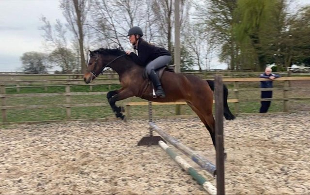 Preview of the first image of 14hh Bay registered shp 8yr old mare.