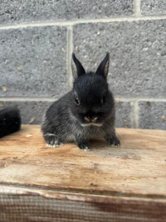 Image 2 of **ONE GIRL LEFT**Netherland Dwarf Baby Rabbit