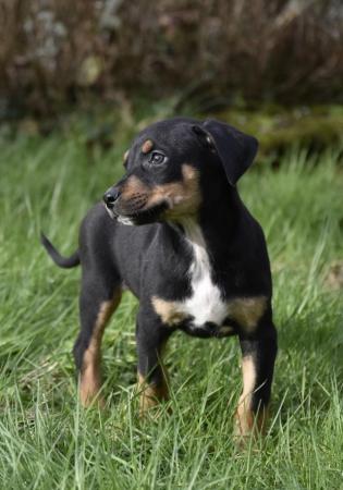 Image 8 of Fully vaccinated unique dobermann puppies