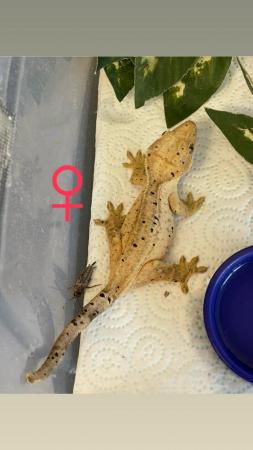 Image 2 of Male and Female Dalmatian Crested geckos for sale