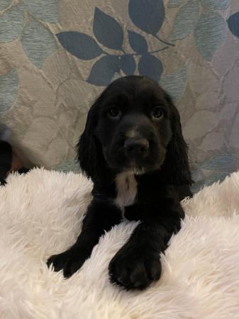 Image 8 of Black cocker spaniel puppy ready for loving home