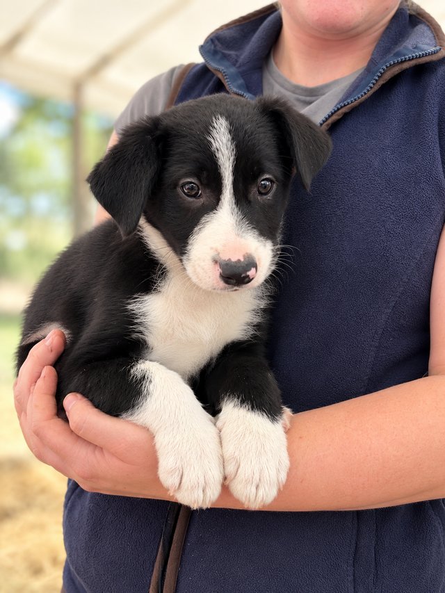 Black & White ISDS Border Collie Puppies — photo 2 of 4