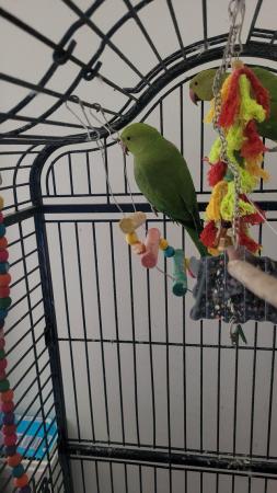 Image 5 of 12 months old male and female indian ring parrots