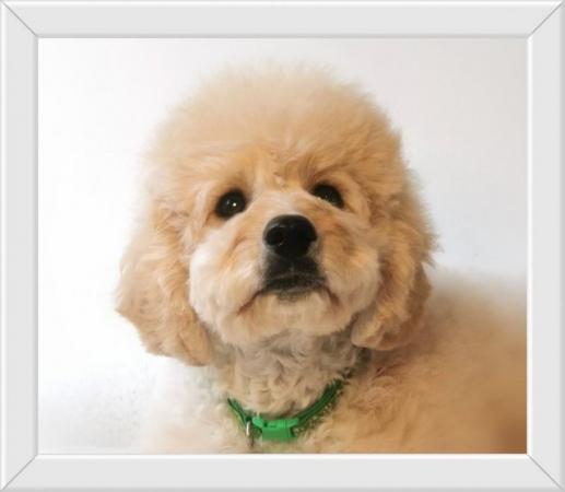 Image 7 of Gorgeous Cavapoo Boy from 5* Licensed Breeder