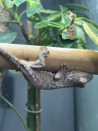 Image 4 of Mossy Gecko juvenile for sale