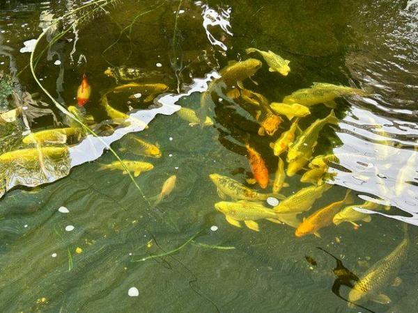 Image 3 of Koi carp various colours and types for sale