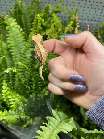Image 3 of Cute baby crested geckos at urban exotics