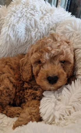 Image 4 of Last 2 Ready f1 cavapoo male puppies reduced apricot