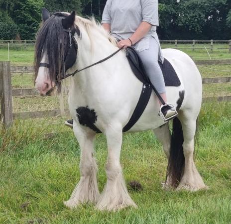 Image 1 of Ride and drive cob gelding for loan